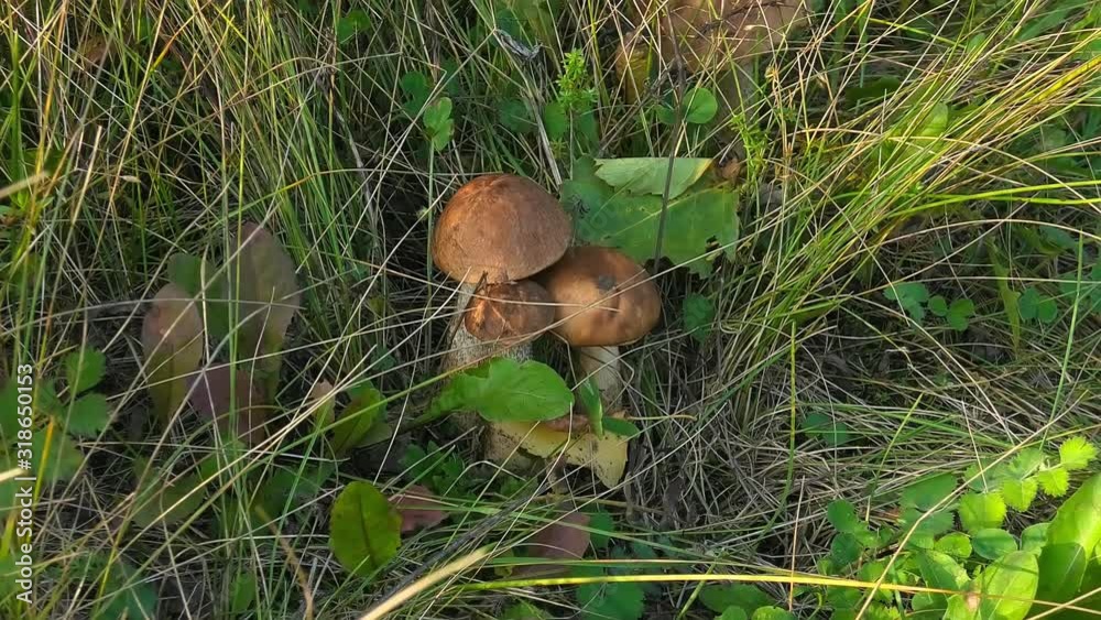 mushrooms in the forest mushrooms in the forest