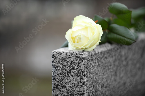 Obraz na płótnie White rose on grey granite tombstone outdoors. Funeral ceremony