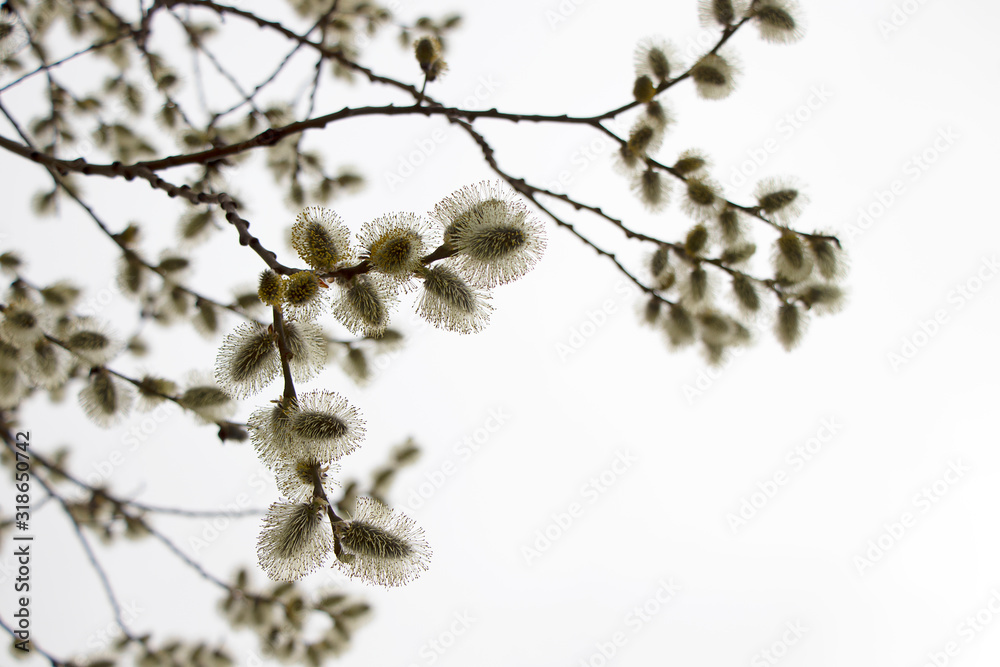Salix atrocinerrea Brot. Spring willow tree swells. Beautiful fluffy tree flowers against the backdrop of the landscape. Early spring bright sky, new life.