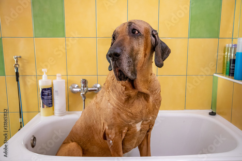 A dog breed fila brasileiro taking a shower with soap and water © dtatiana