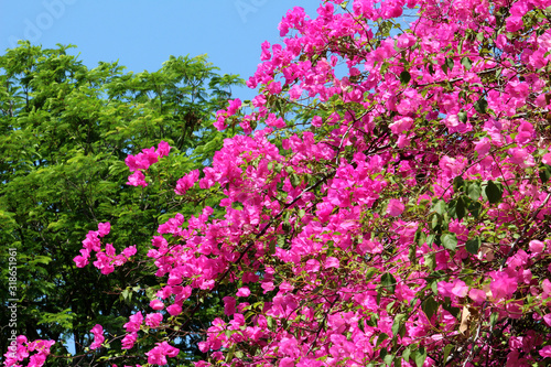 Bougainvillea in Wachirabenchathat Park, Bangkok, Thailand photo
