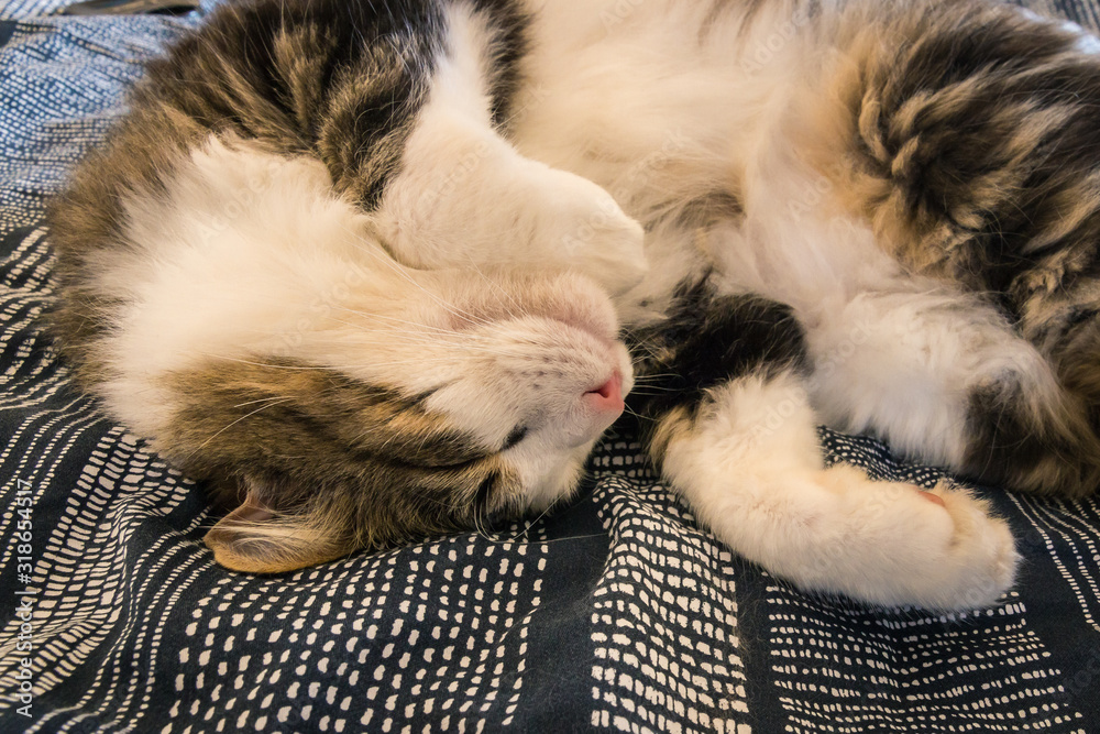 tabby cat sleeping upside down on blue duvet