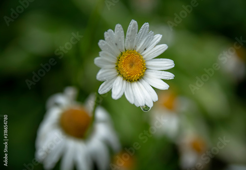 Chamomile with a drop of water close-up. daisy in the grass