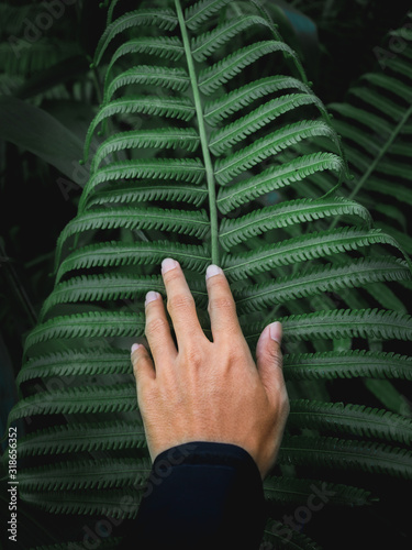 Man touching green fern leaf in the forest