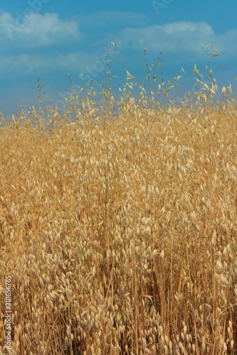 Fields of gold