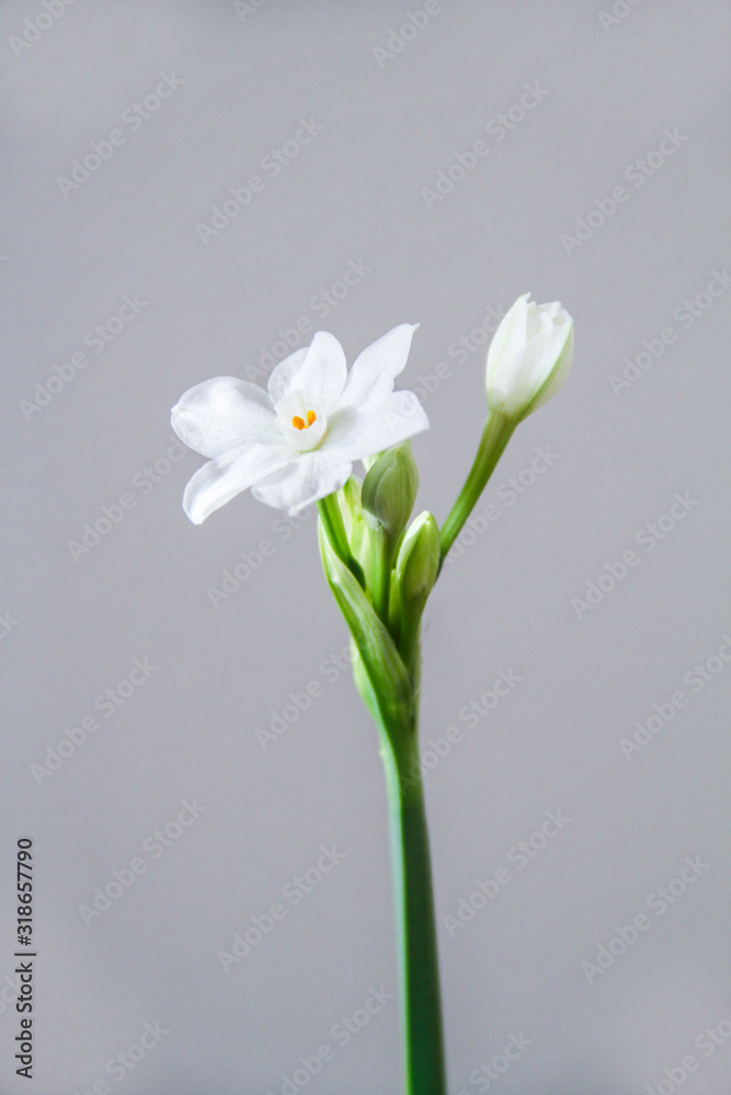 White Daffodil flowers, also known as Paperwhite, Narcissus papyraceus. Close-up, on a light grey background. White Daffodil flowers, also known as Paperwhite, Narcissus papyraceus. Close-up, on a light grey background.