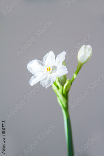 White Daffodil flowers, also known as Paperwhite, Narcissus papyraceus. Close-up, on a light grey background. 