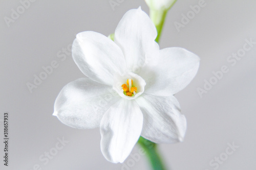 White Daffodil flowers  also known as Paperwhite  Narcissus papyraceus. Close-up  on a light grey background. 