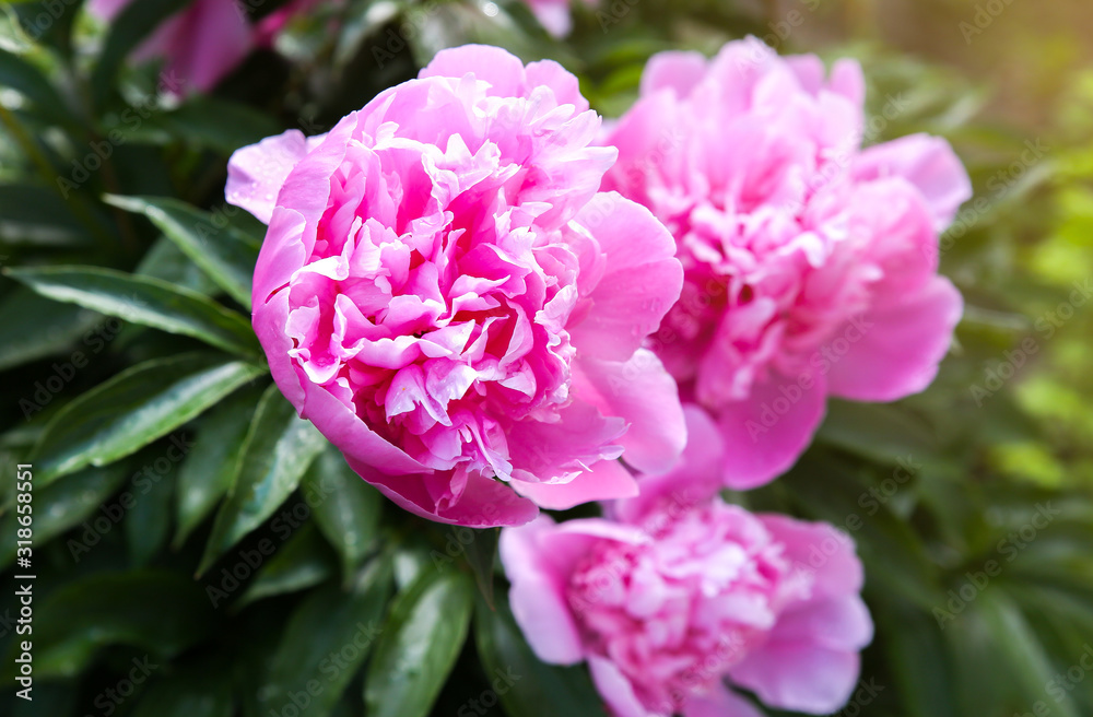 Peonies in dew after the rain. Beautiful spring flowers in the nature.
