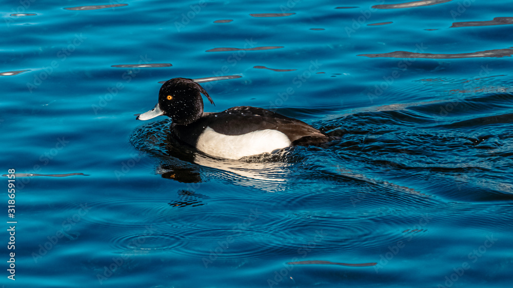 Beautiful tufted duck with reflections at the famous Hintersee, Ramsau, Berchtesgaden, Bavaria, Germany Beautiful tufted duck with reflections at the famous Hintersee, Ramsau, Berchtesgaden, Bavaria, Germany