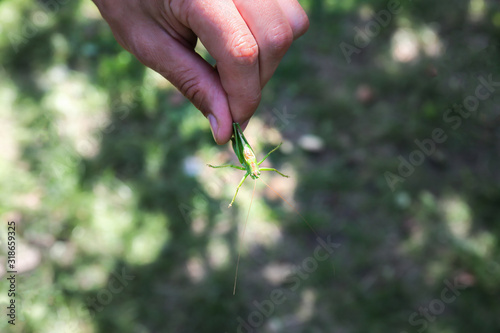 Grasshopper in hands. Summer insect outdoors.