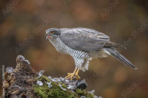 A wild goshawk with a mouth full of food