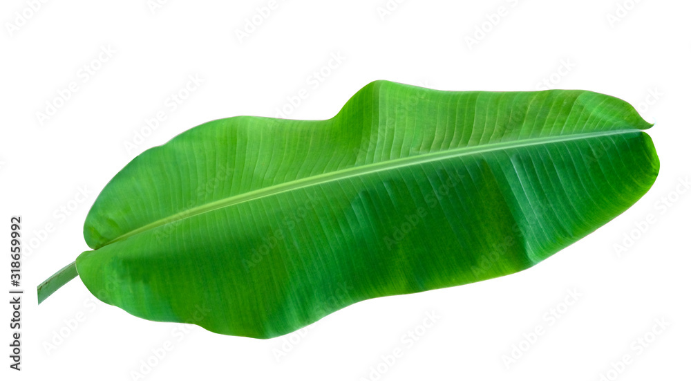 Fototapeta premium fresh one banana green leaf isolated on white background with clipping path