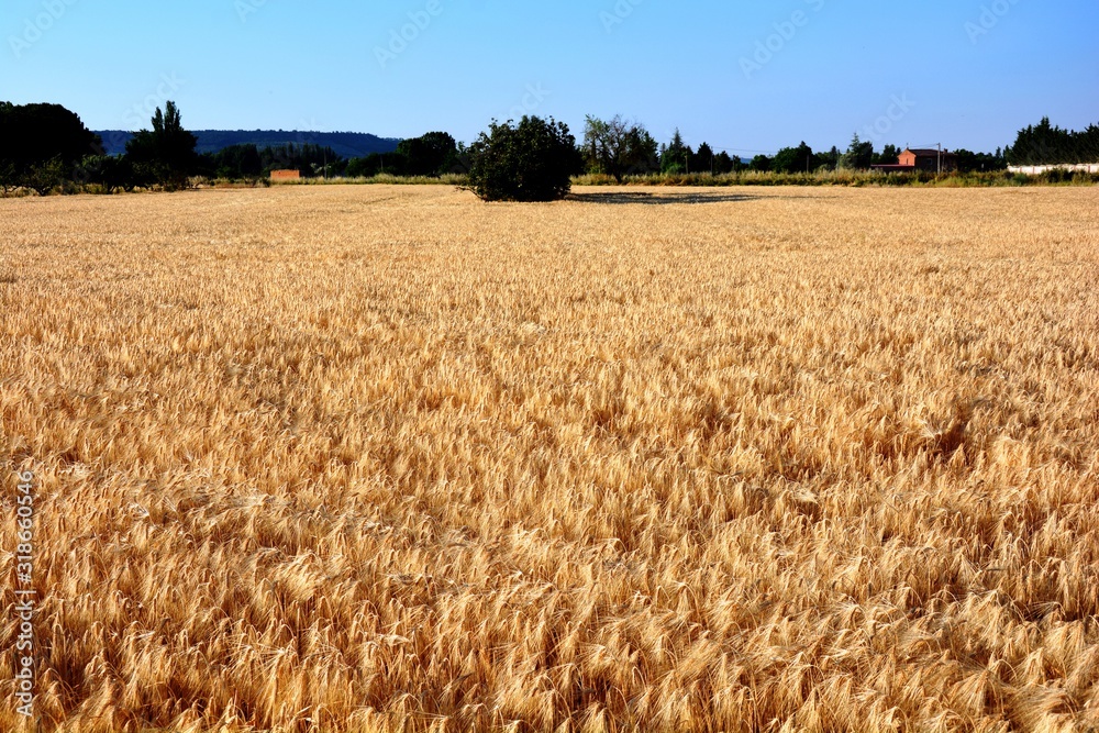 Fototapeta premium field of wheat, barley, rye