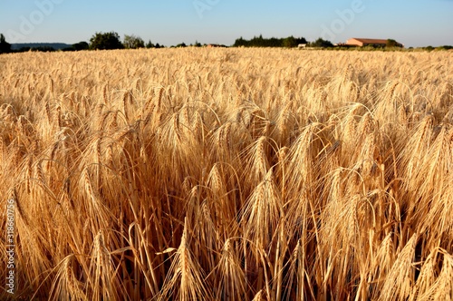 field of wheat  barley  rye