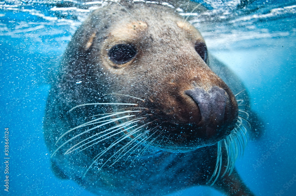 ゴマフアザラシ Stock Photo Adobe Stock