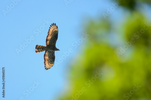 Falco pecchiaiolo (Pernis apivorus) in volo sopra il bosco,silhouette su sfondo cielo