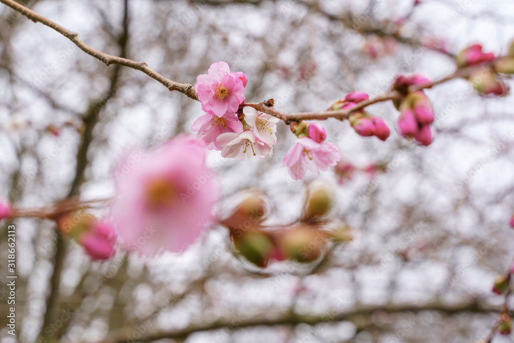 Blossoming cherry tree branch in early spring. Blossoming cherry tree branch in early spring.