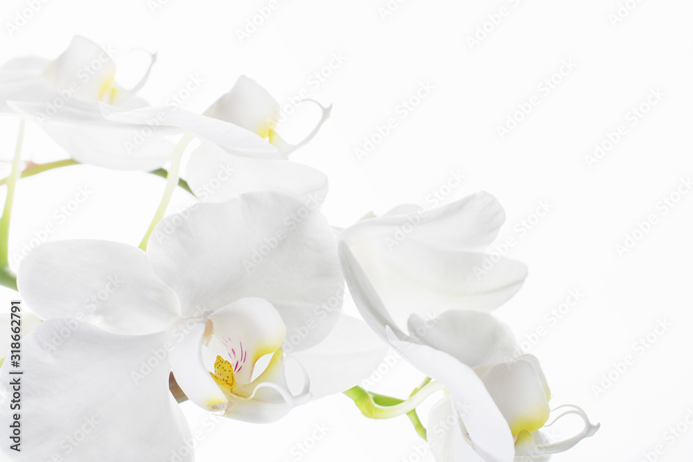 Orchid flower on white background Orchid flower on white background