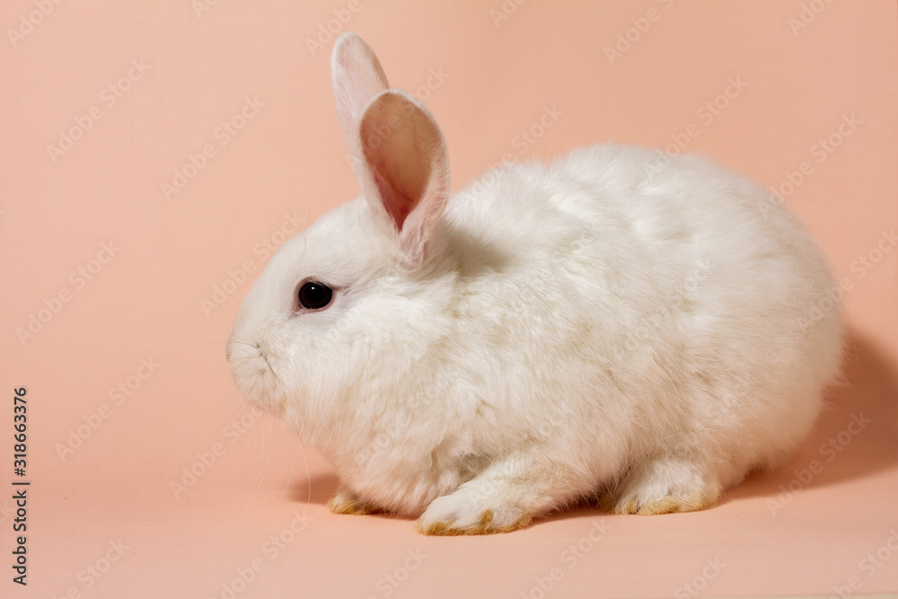 white fluffy rabbit on a pink pastel background. Easter Bunny for Easter.