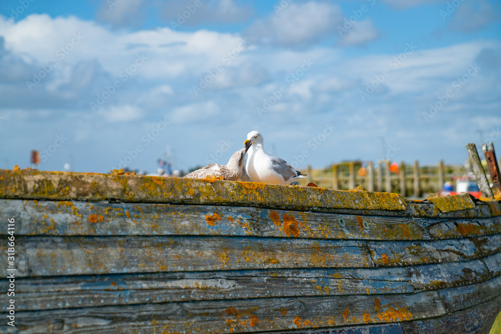 Obraz premium Rye Harbour, East Sussex, England. Old weathered boat sitting in the mud at low tide with seagull caring adult and juvenile