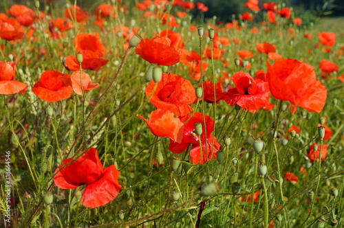 wild flowers in the spring meadow