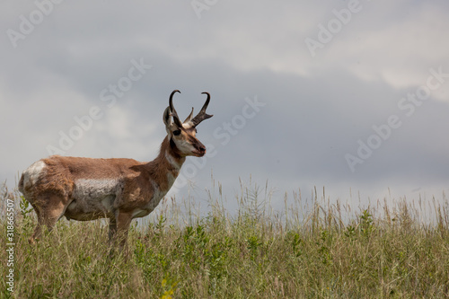 Pronghorn on the Prairie © tamifreed