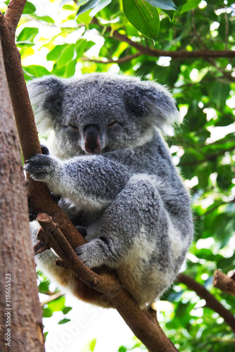 Fototapeta Naklejka Na Ścianę i Meble -  koala schlafen im baum
