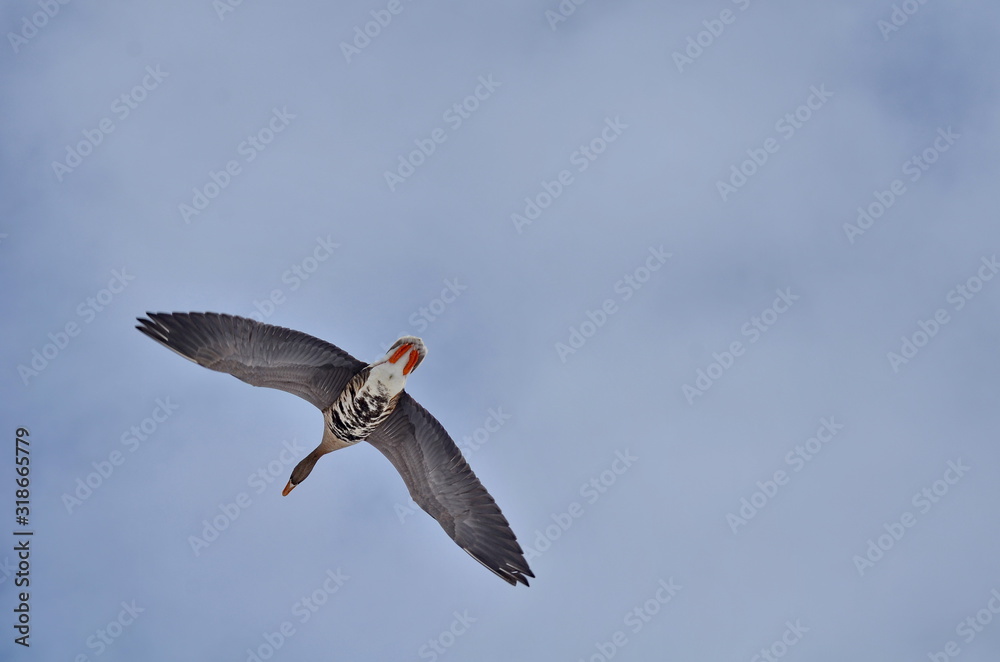 Obraz premium Greater White-fronted Goose flying at Bluffer's Park, Toronto, Ontario, Canada 