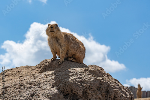 An alert prairiedog on a hill in a zoo in Emmen, Netherlands photo