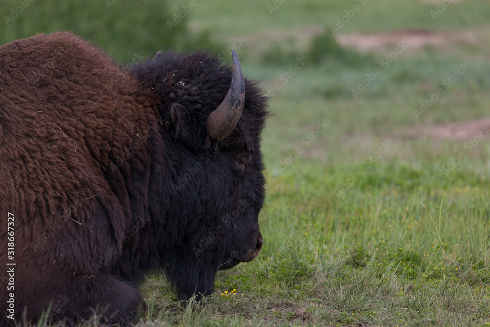 Bison Bull in Custer State Park Bison Bull in Custer State Park