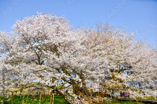 一心行の大櫻 「春空を背景に、武将歴史記録さくら写真・山桜の花」樹齢400年 日本2018年春撮影 (九州・熊本県阿蘇郡南阿蘇村)　Isshingyo Sakura　Japan spring 2018 shooting　(Kyushu, Minamiaso Village, Aso District, Kumamoto Prefecture) photo