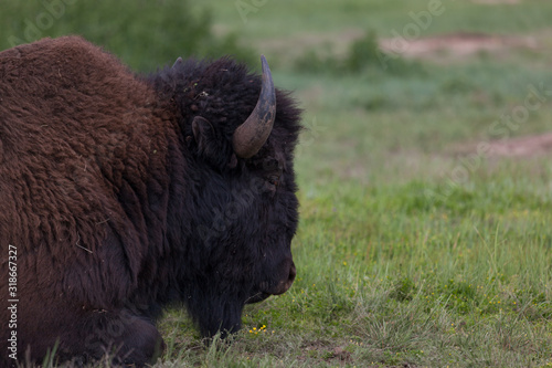 Bison Bull in Custer State Park