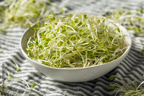 Raw Green Organic Clover Sprouts MIcrogreens