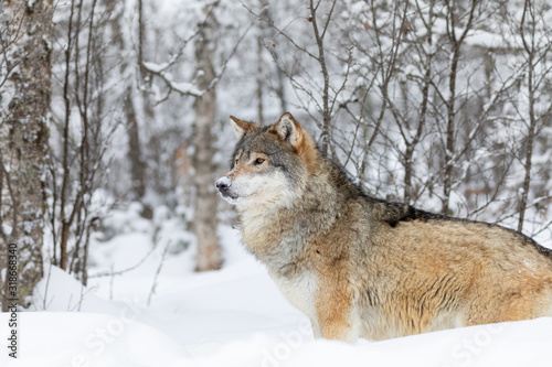 One beautiful wolf standing in the snow in beautiful winter forest © kjekol