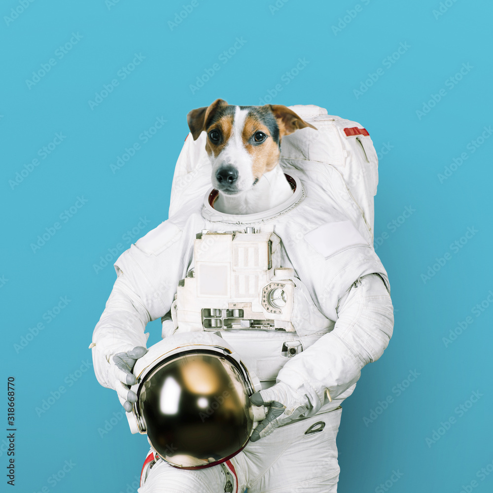 Cute jack russell dog astronaut in a space suit holds a helmet on a blue  background. Concept of dreams of becoming an spaceman. Creative idea Stock  Photo | Adobe Stock
