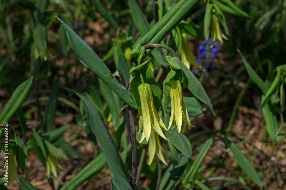 Obraz premium Bellwort in the early spring. Known as Uvularia it is a genus of flowering plants in the family Colchicaceae, and is closely related to the lily family. They are also called bellflowers or merrybells.