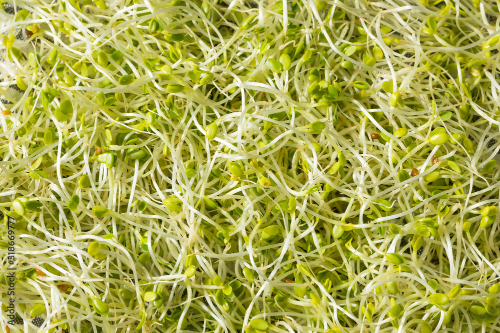 Raw Green Organic Clover Sprouts MIcrogreens