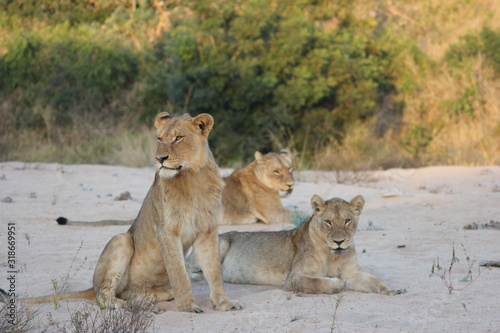 Lion pride - Kruger