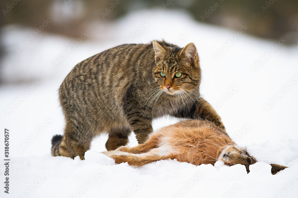 European wildcat, felis silvestris, with a kill of dead rabbit on snow in wintertime. Fierce