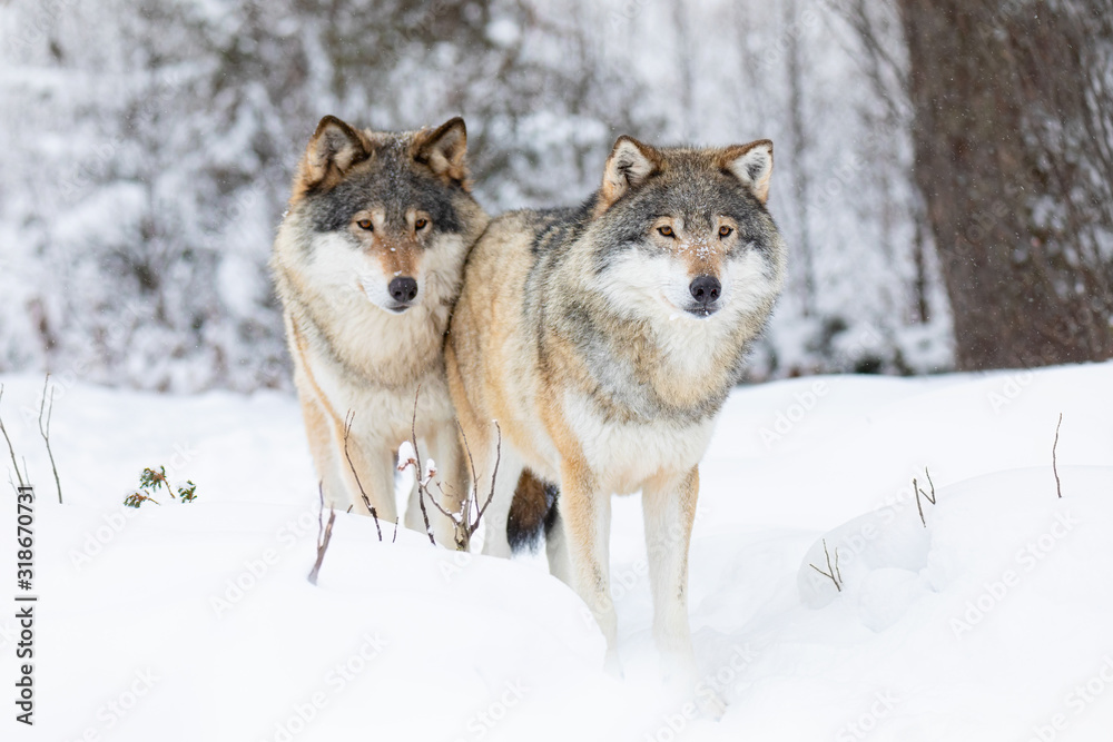 Two beautiful wolves in cold winter landscape