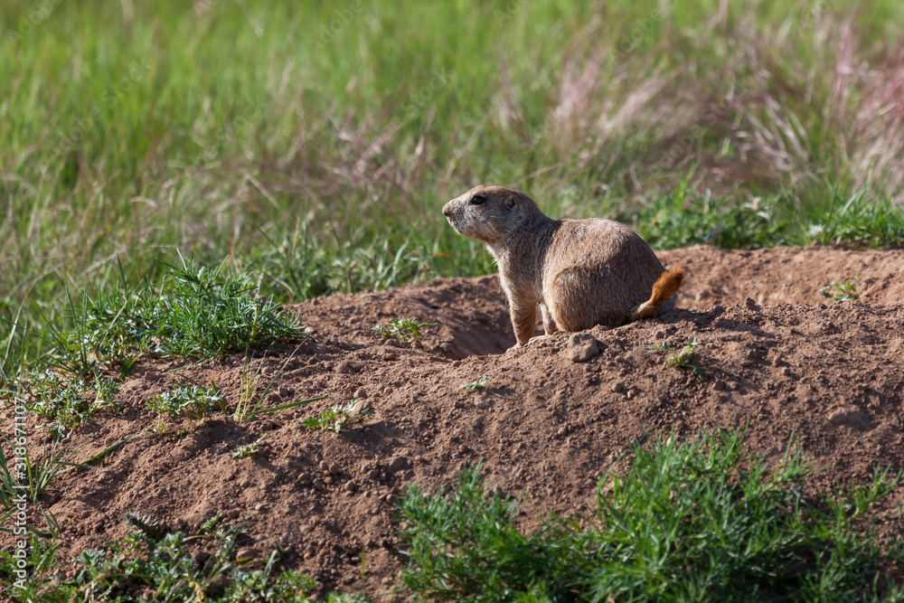 Wyoming Prairie Dog Wyoming Prairie Dog