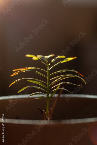 Fern