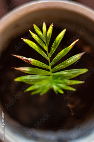 Fern