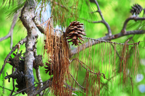 Beautiful pine cones on a background of green needles. Brown pine cones close up