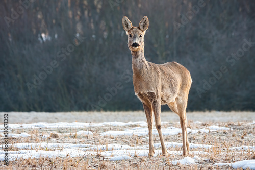 Cute roe deer, capreolus capreolus, doe standing on a meadow and facing camera in winter with copy space. Female ruminant watching in natural environment.