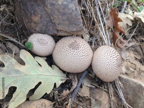Photos Lycoperdon in forest