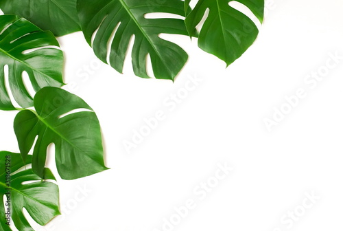 tropical green monstera leaves, branches pattern frame on a white background. top view.copy space.floral card
