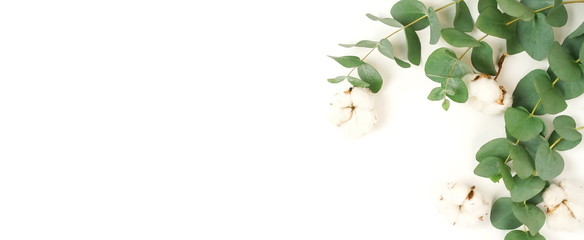 Green eucalyptus leaves, branches and cotton flowers composition banner isolated top view on white background. Copy space. Flat lay