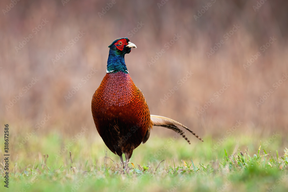 Naklejka premium Front view of common pheasant, phasianus colchicus, male cock in springtime. Curious bird on a meadow with green grass in natural environment. Animal wildlife in nature.
